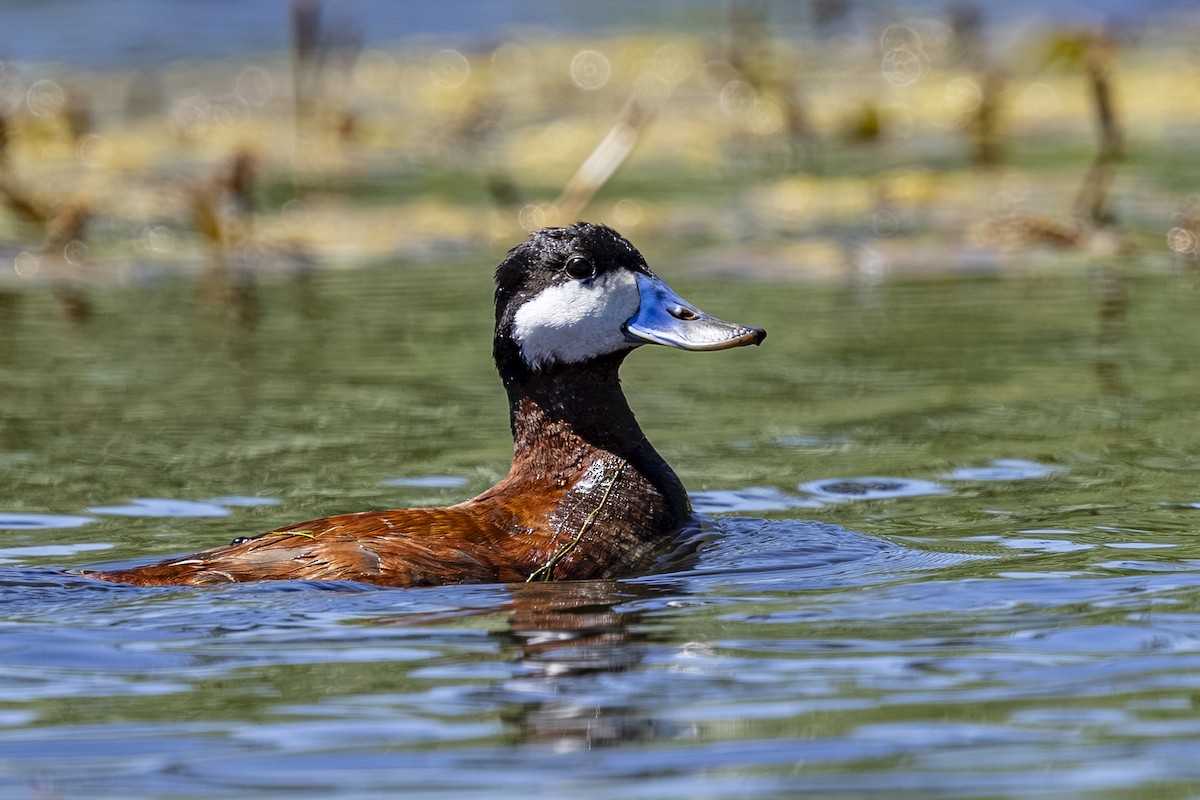 Ruddy Duck - ML639453978