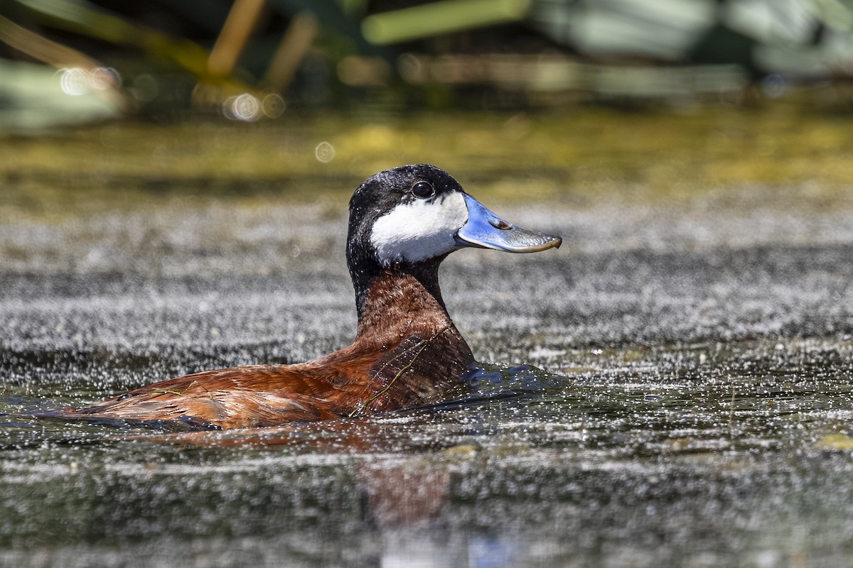 Ruddy Duck - ML639453979