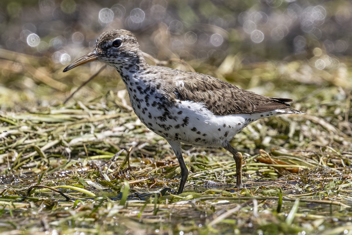 Spotted Sandpiper - ML639453980
