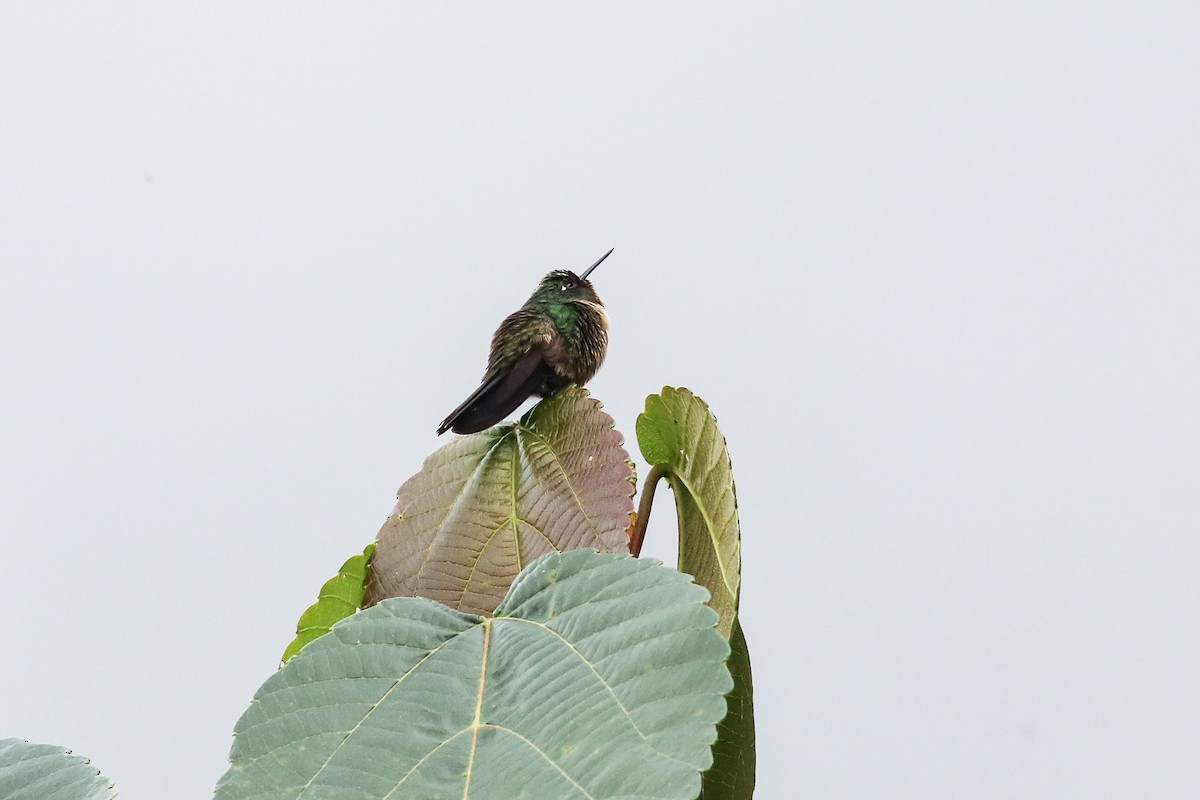 Amethyst-throated Sunangel - ML639454068