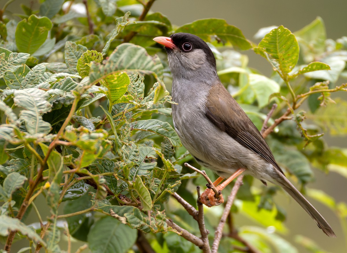 Bush Blackcap - ML639454148