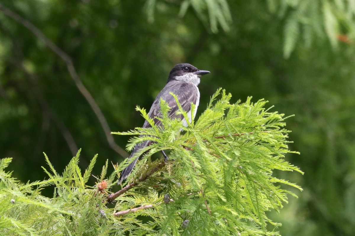 Eastern Kingbird - ML639454170