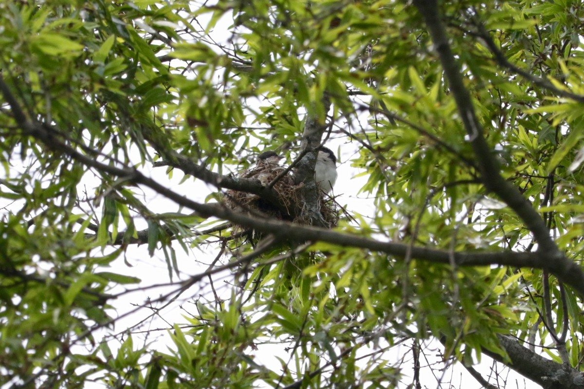 Eastern Kingbird - ML639454171