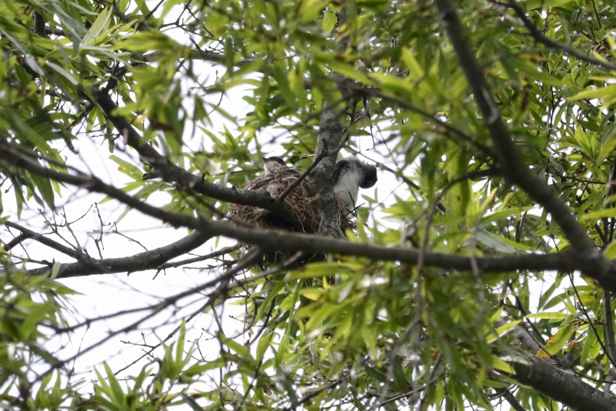 Eastern Kingbird - ML639454172