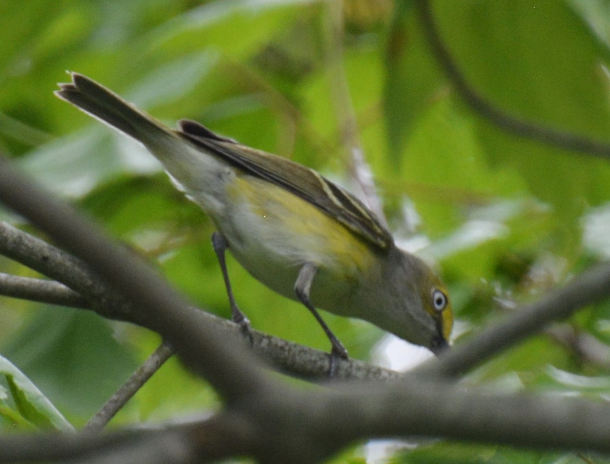 White-eyed Vireo - ML639454489