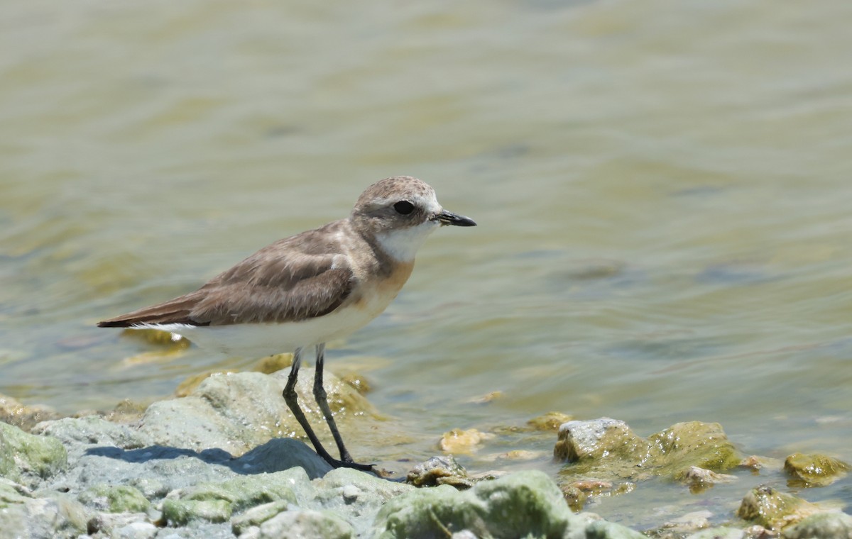 Txirritxo tibetarra - ML639454503