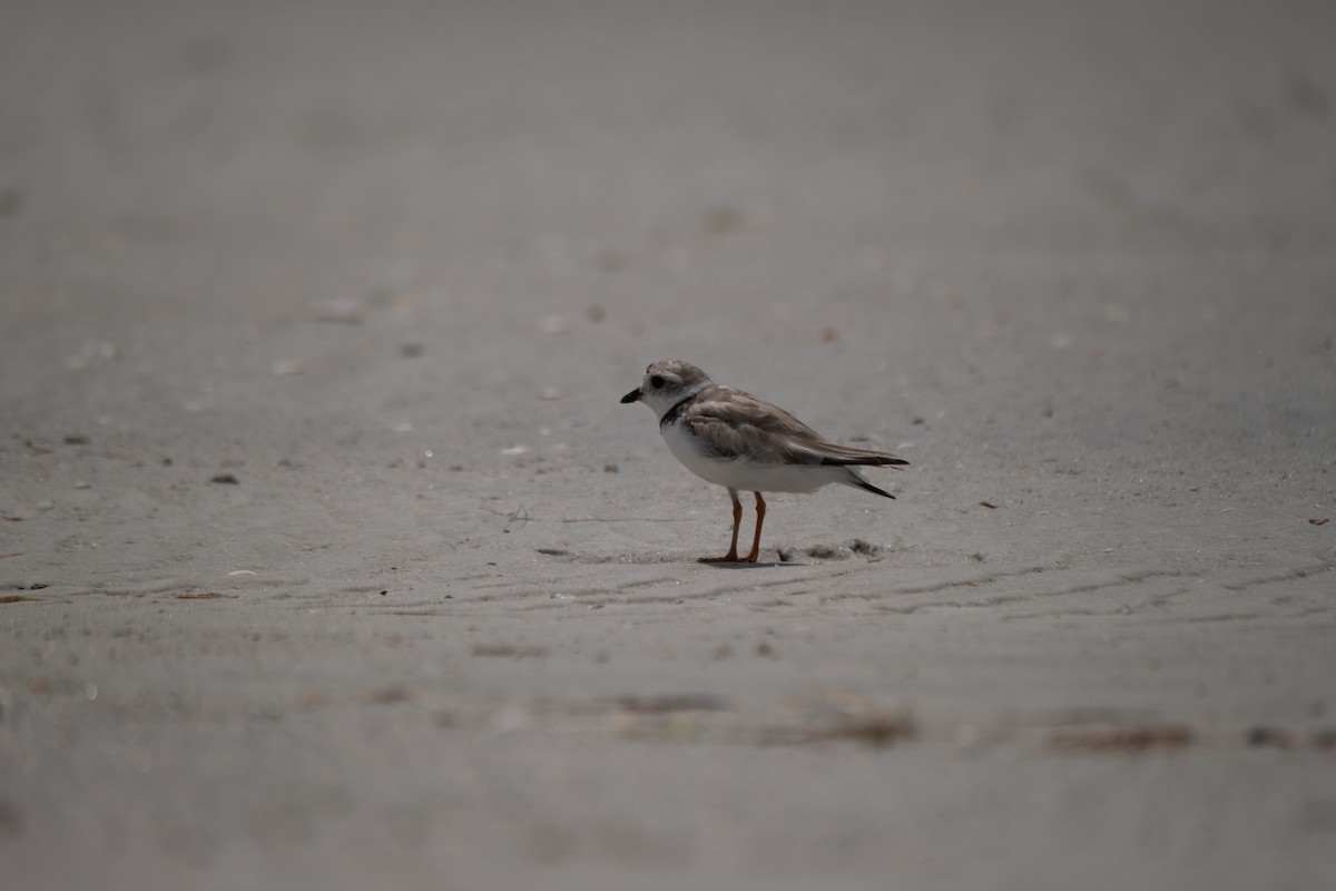 Piping Plover - ML639454846