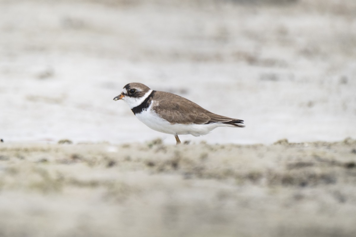 Semipalmated Plover - ML639454851