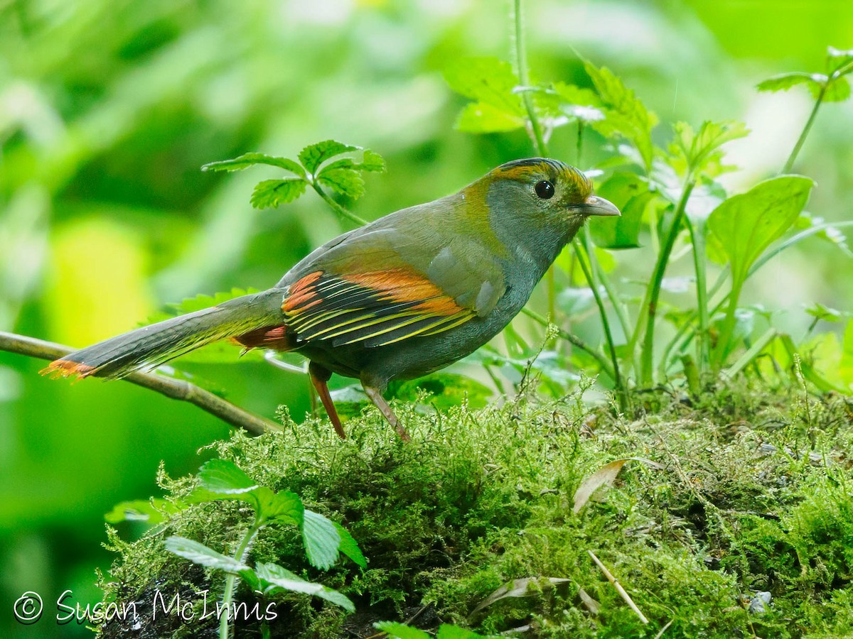 Emei Shan Liocichla - ML639454952