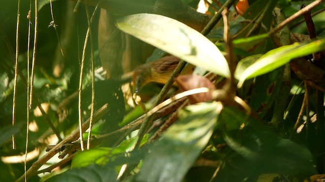 Pin-striped Tit-Babbler - ML639455023