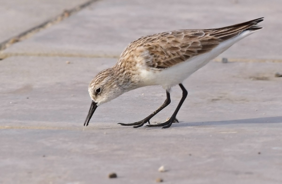 Little Stint - ML639455031