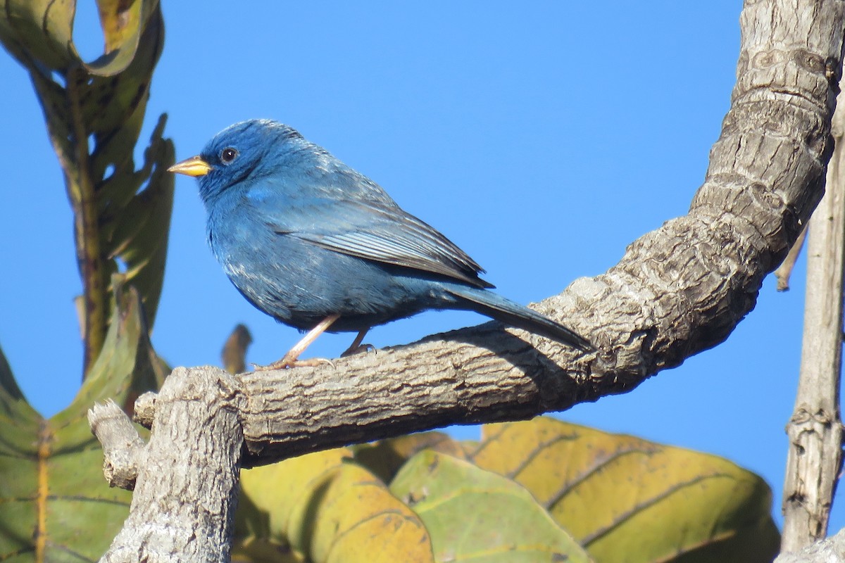 Blue Finch - ML639455051