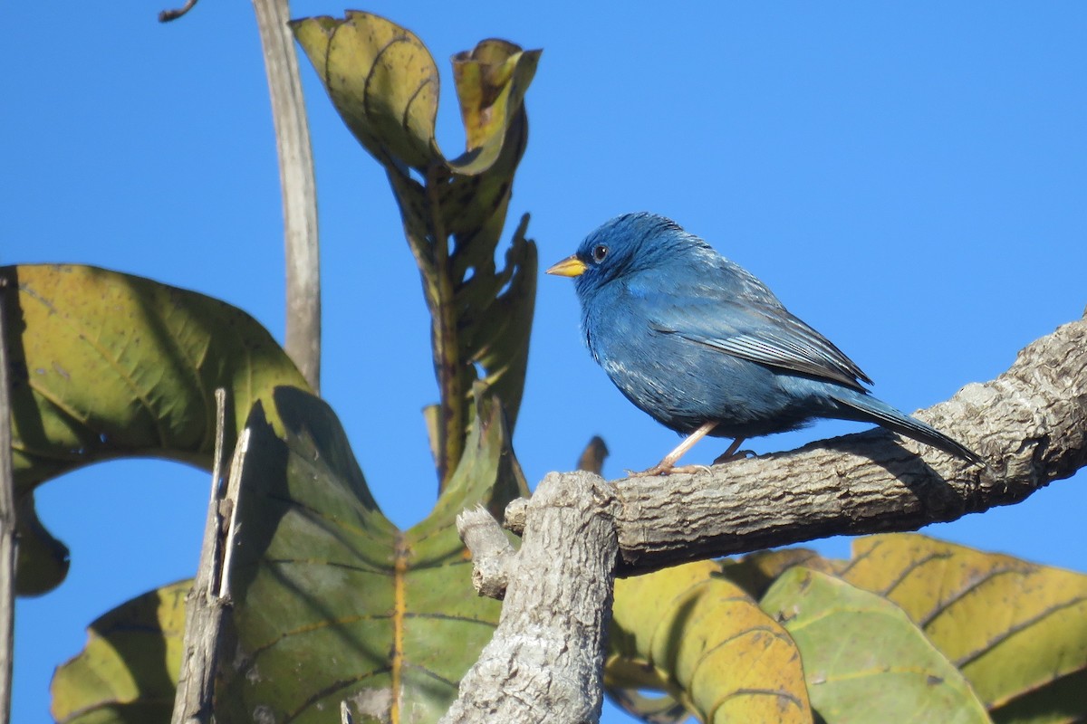Blue Finch - ML639455070