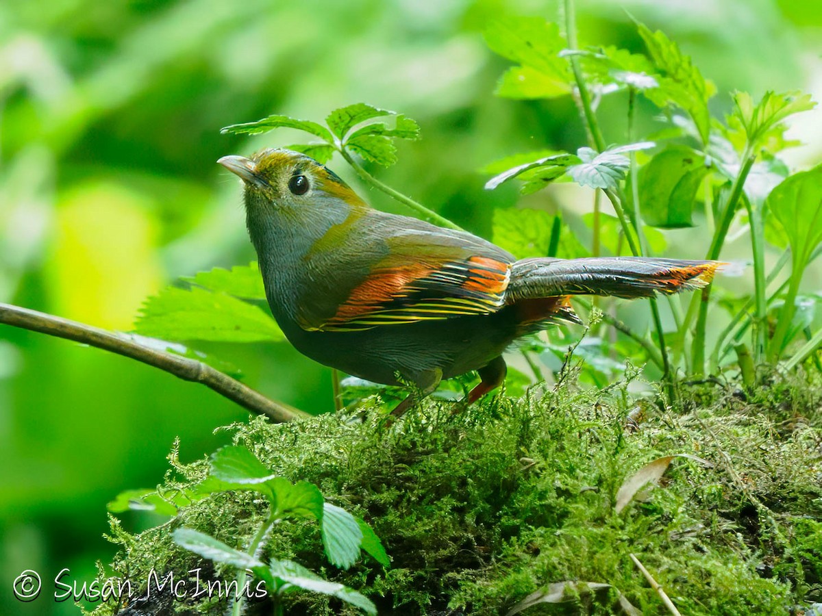 Emei Shan Liocichla - ML639455082