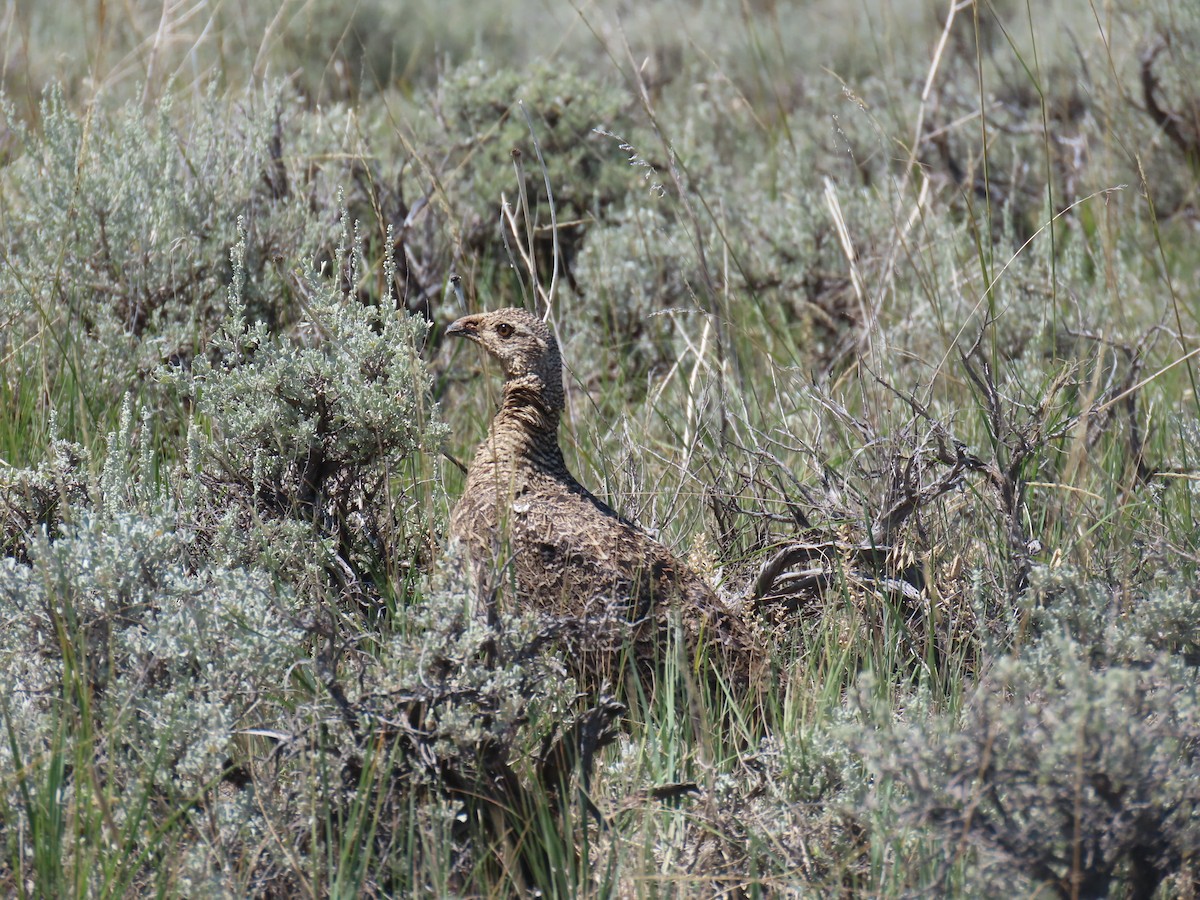 Greater Sage-Grouse - ML639455110