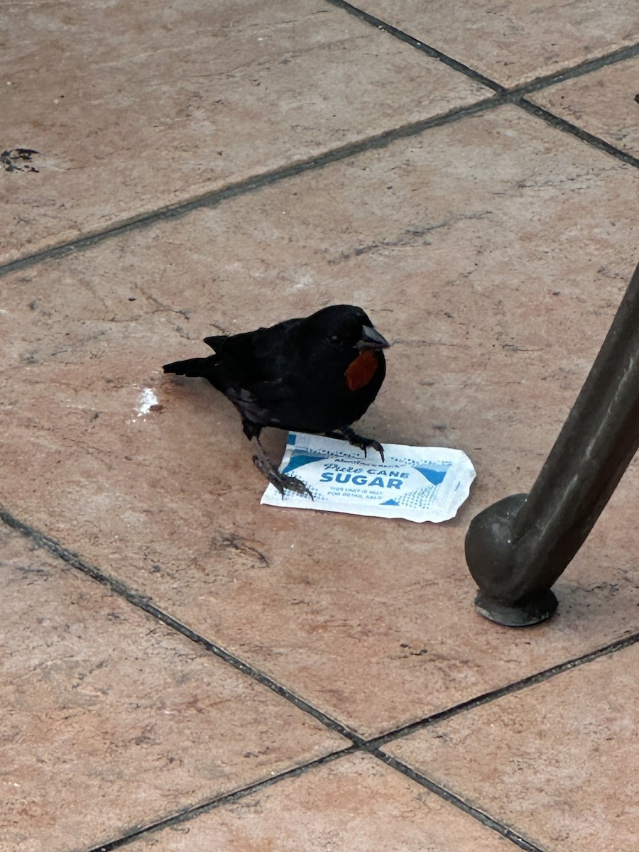 Lesser Antillean Bullfinch - ML639455269