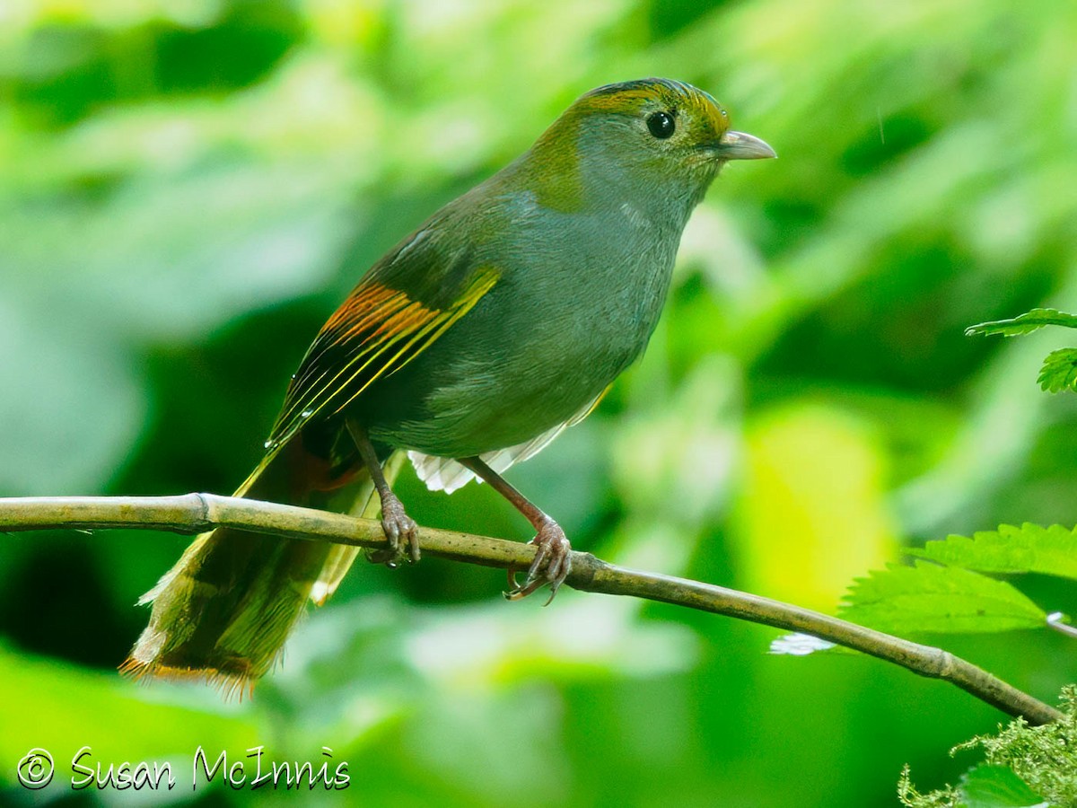 Emei Shan Liocichla - ML639455278