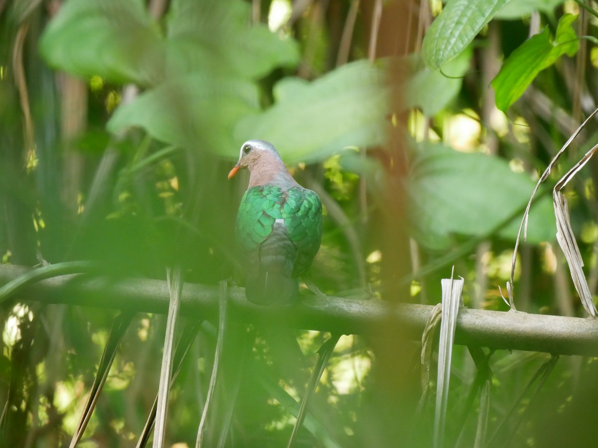 Asian Emerald Dove - ML639455291