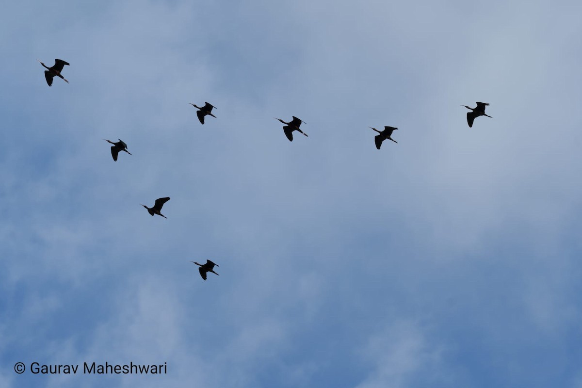 Glossy Ibis - ML639455294