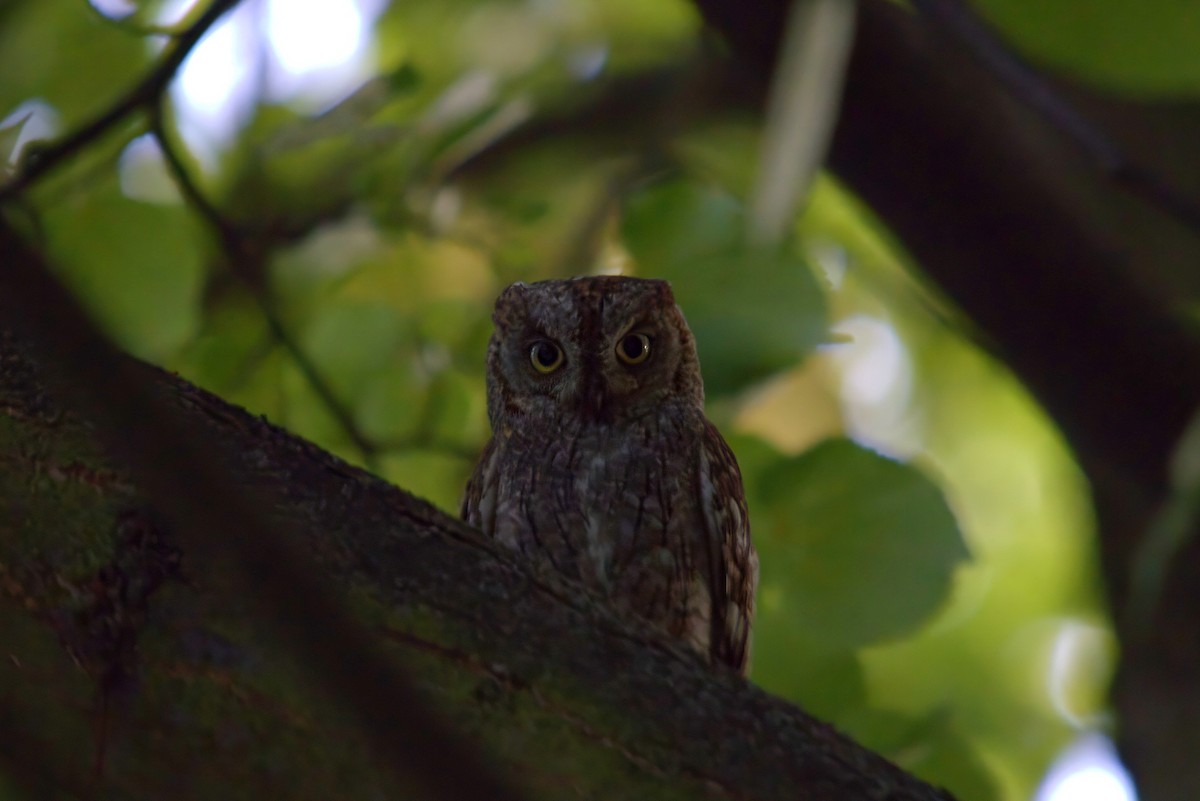 Eurasian Scops-Owl - ML639455340