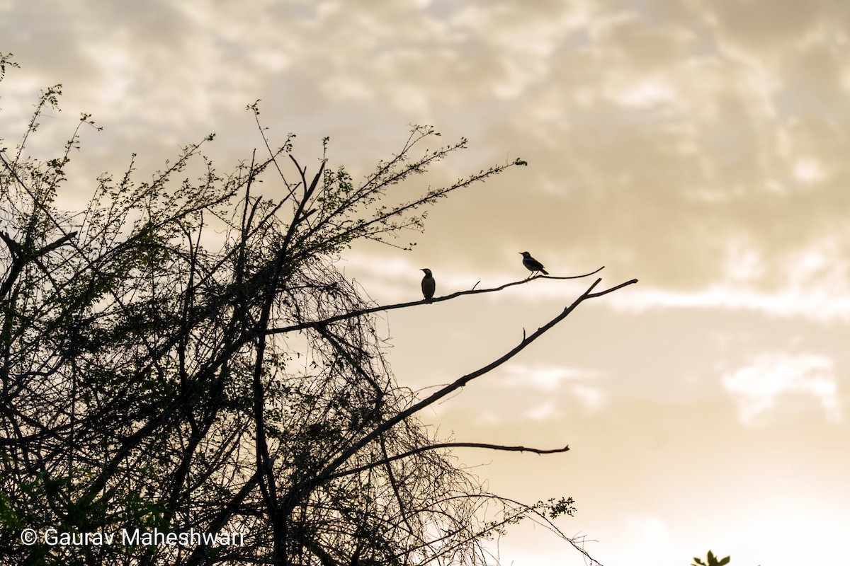 Indian Pied Starling - ML639455374