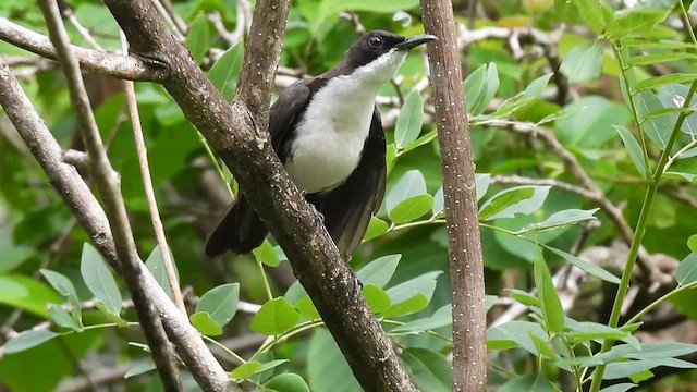 St. Lucia Thrasher - ML639455501