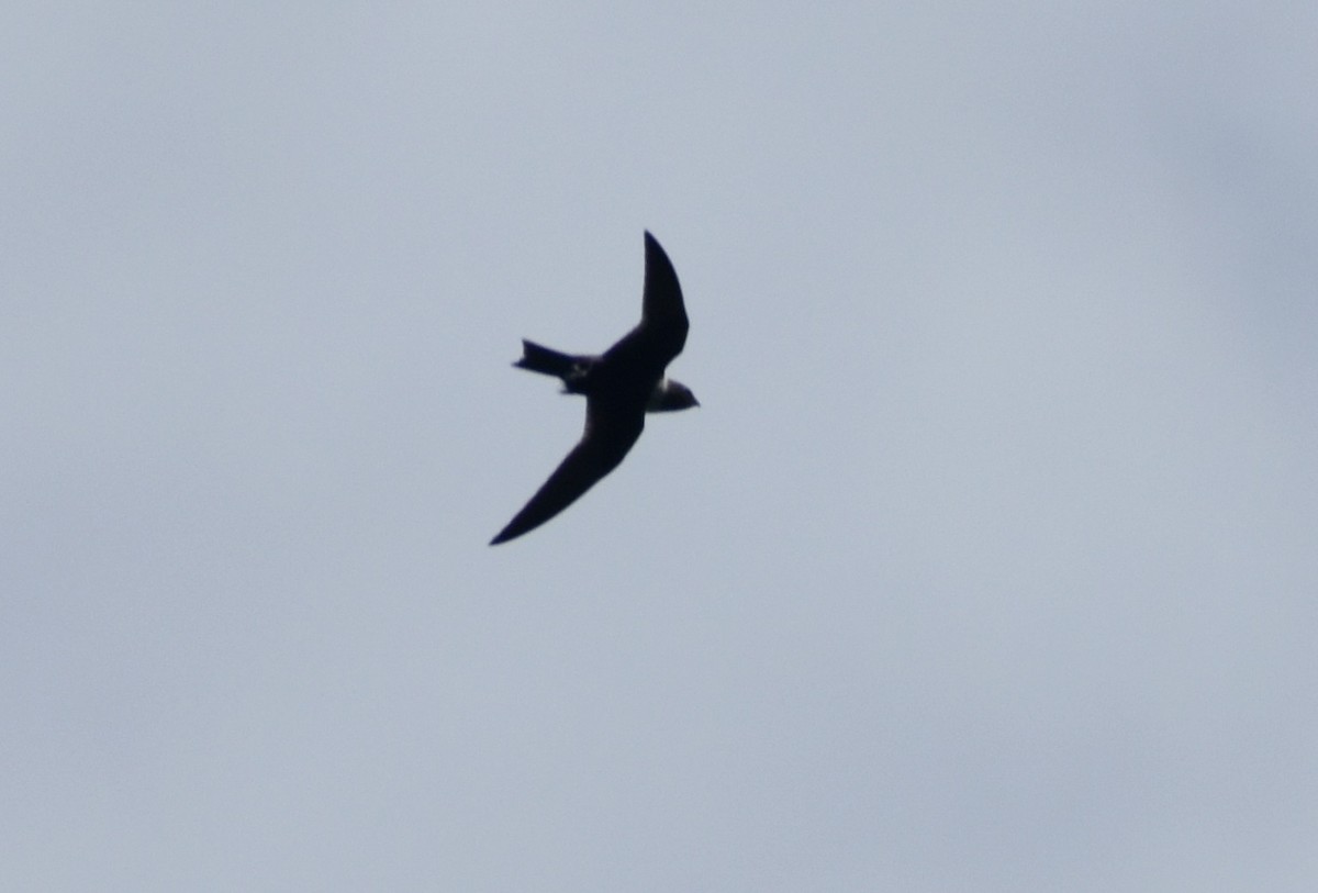 White-collared Swift - ML639455569