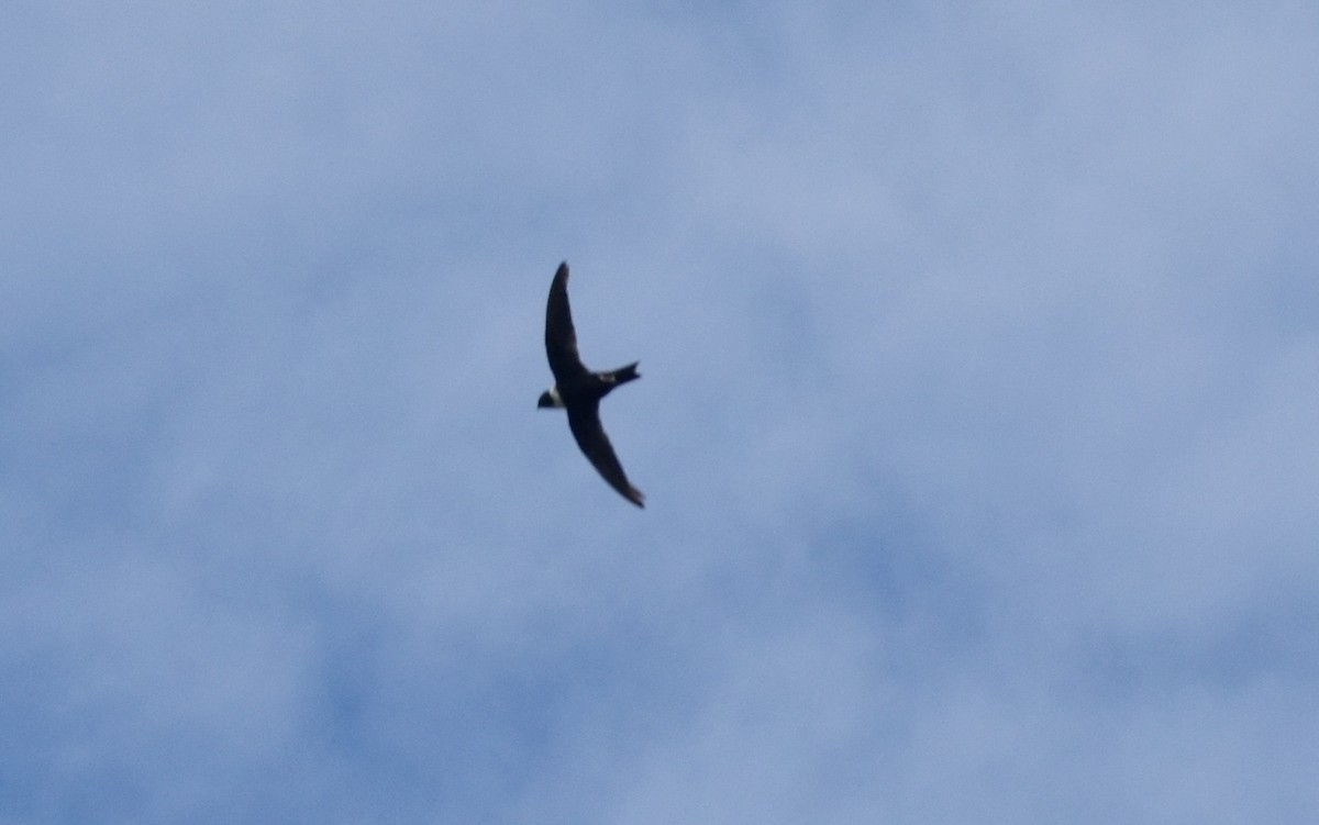 White-collared Swift - ML639455572