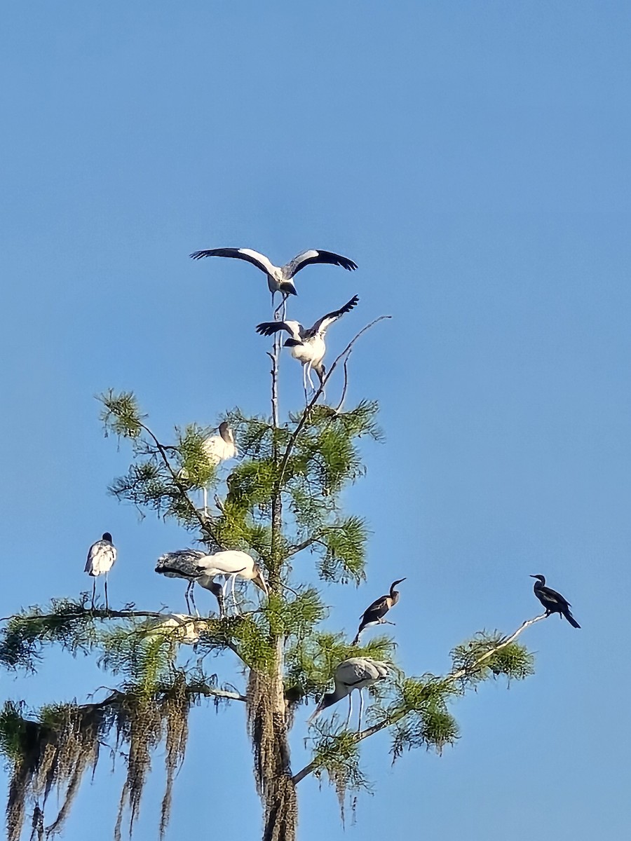 Wood Stork - ML639455585