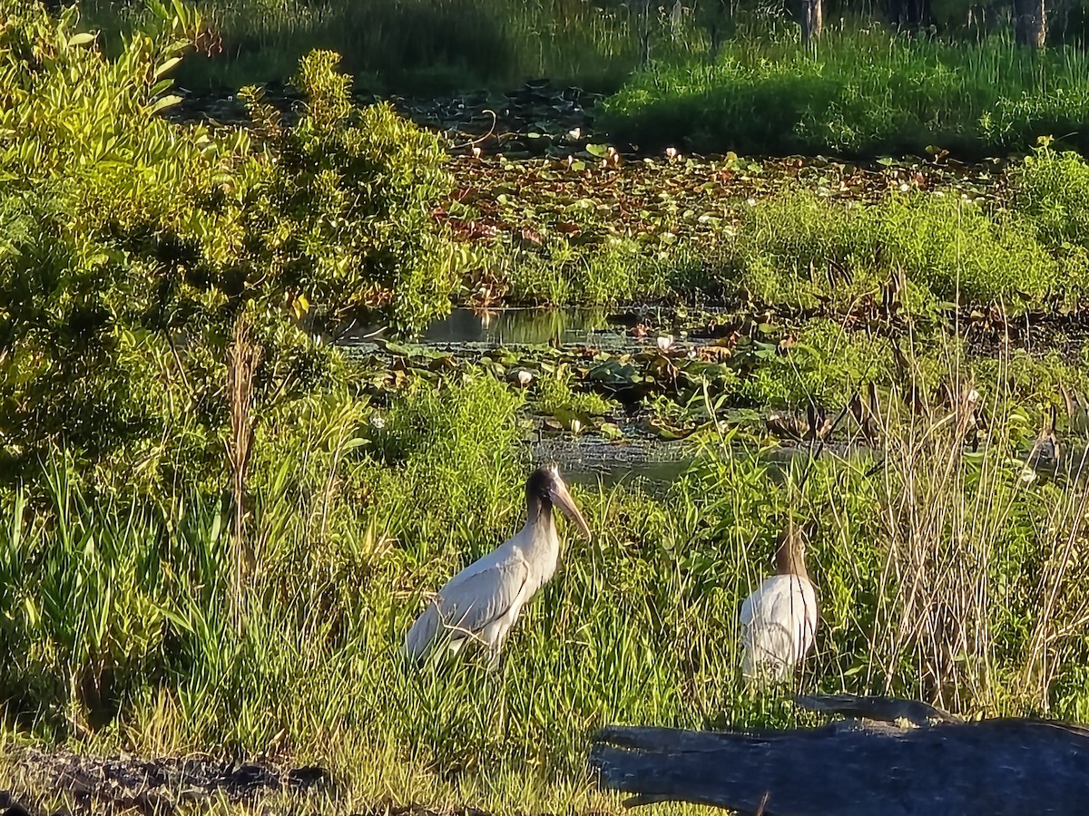 Wood Stork - ML639455611