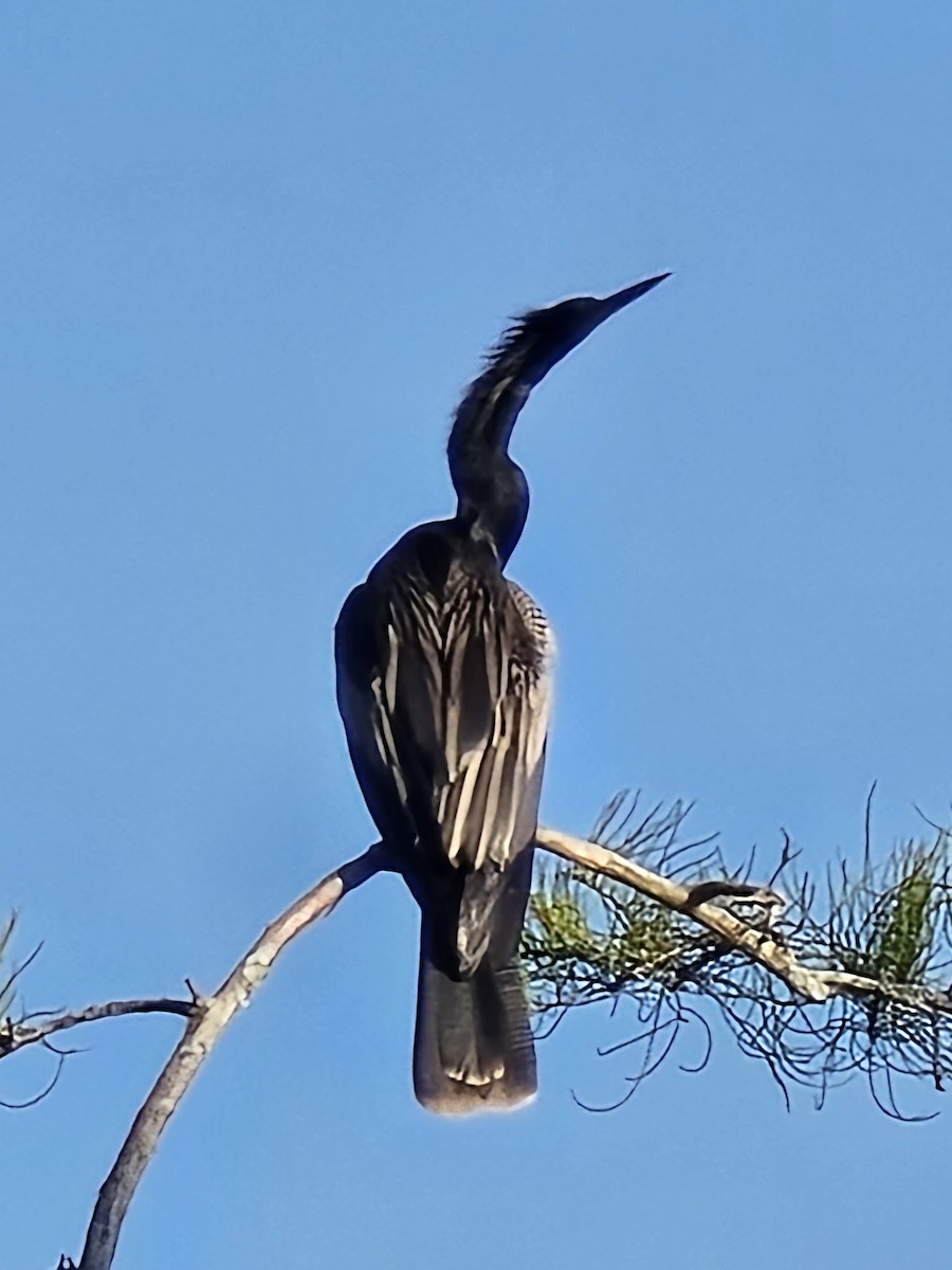 Anhinga - ML639455655