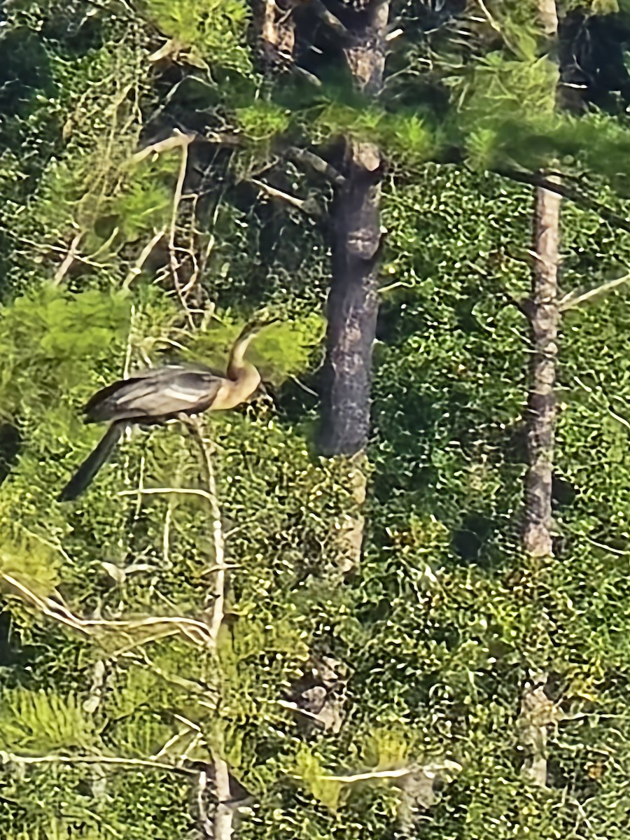 Anhinga - ML639455687
