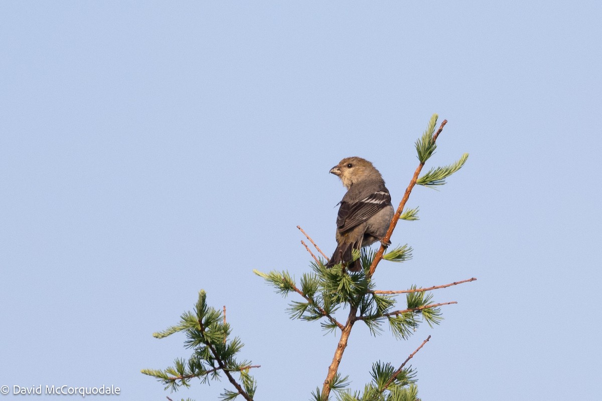 Pine Grosbeak - ML639455721