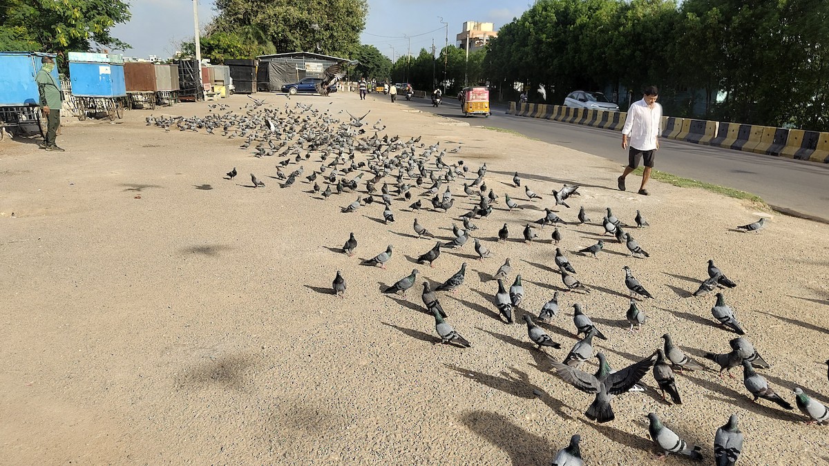 Rock Pigeon (Feral Pigeon) - ML639455759