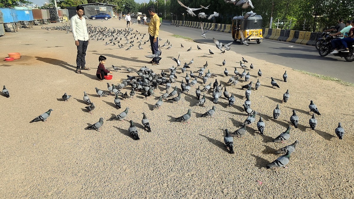 Rock Pigeon (Feral Pigeon) - ML639455760