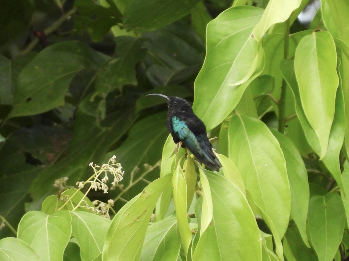 Purple-throated Carib - ML639455766