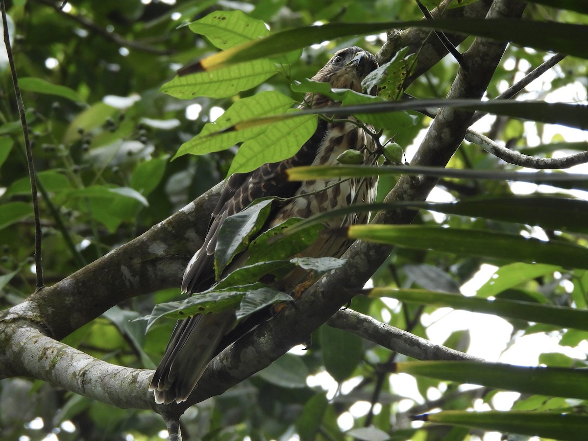 Broad-winged Hawk (Caribbean) - ML639455771