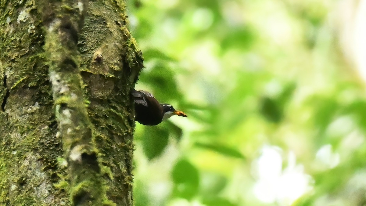 Javan Scimitar-Babbler - ML639455800