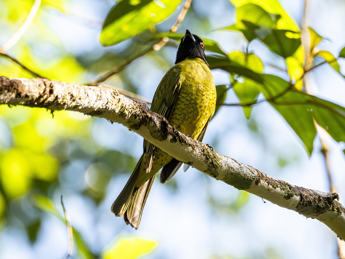 Black-headed Berryeater - ML639455822