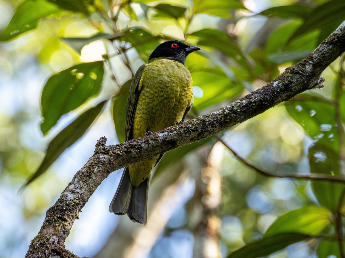 Black-headed Berryeater - ML639455824