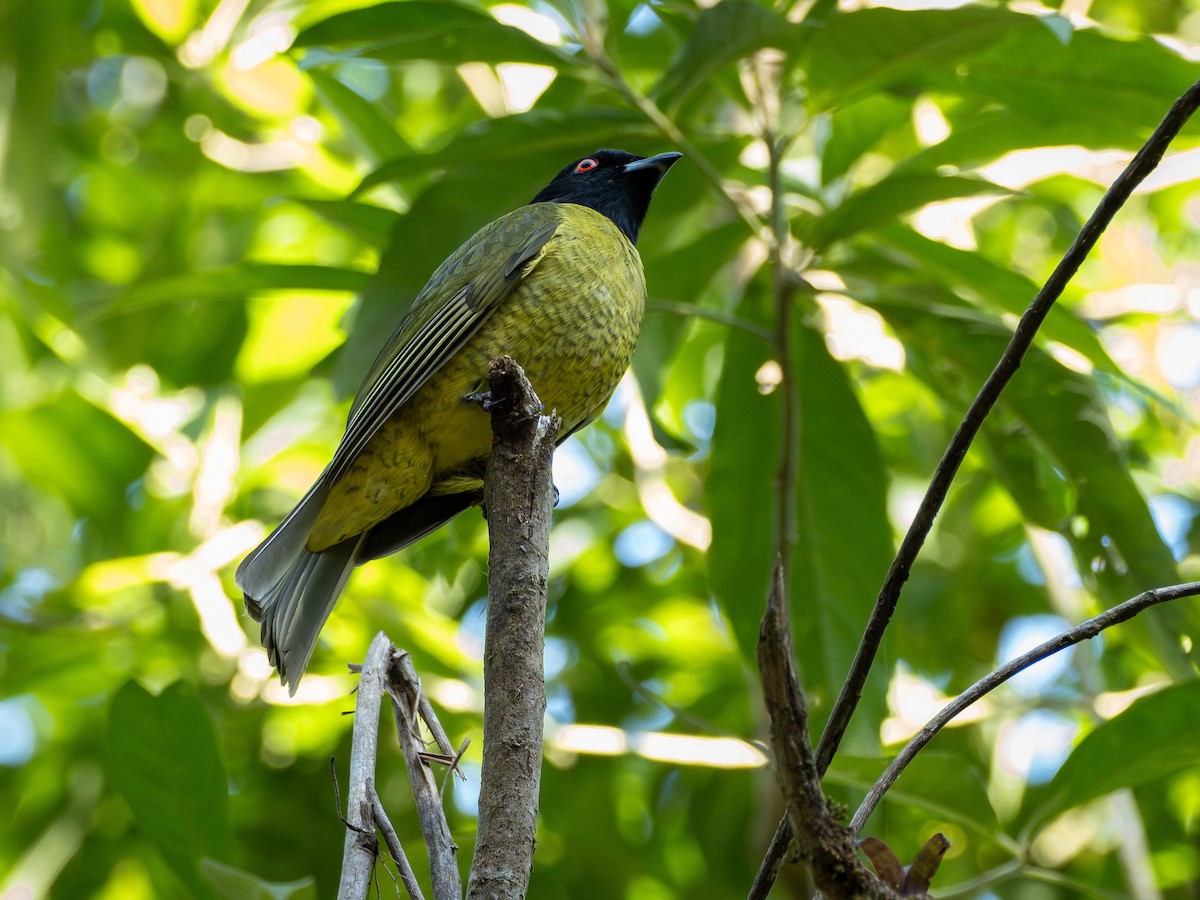 Black-headed Berryeater - ML639455826