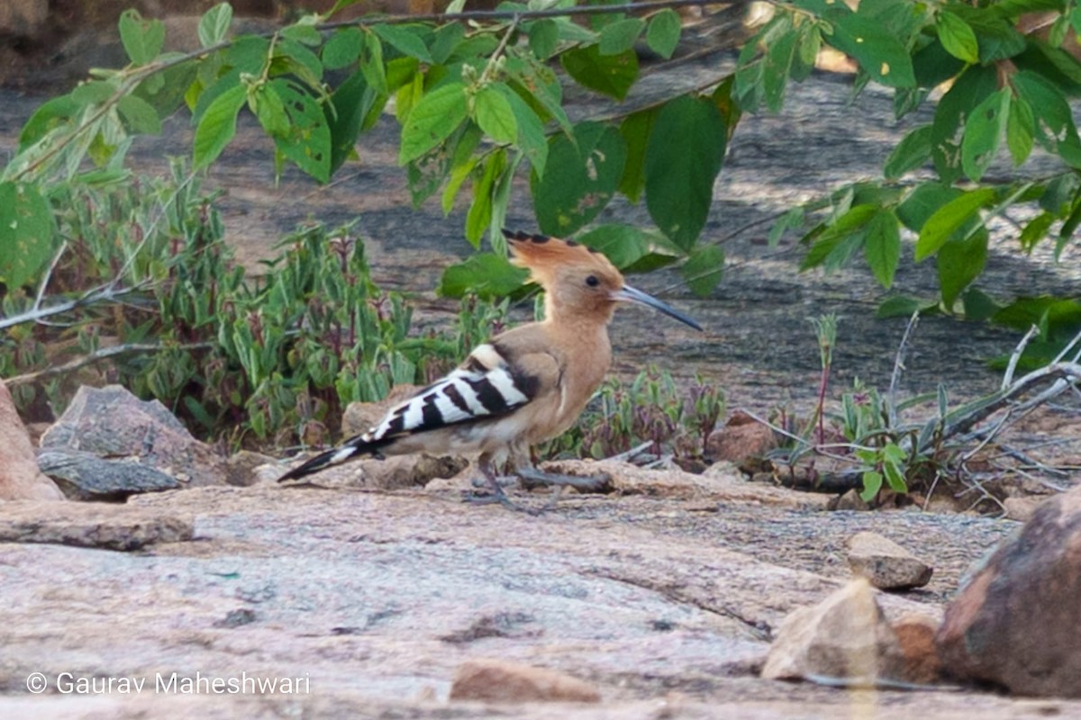 Common Hoopoe - ML639456197