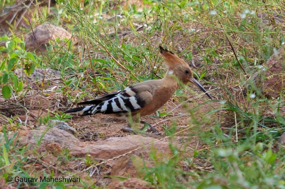 Common Hoopoe - ML639456198