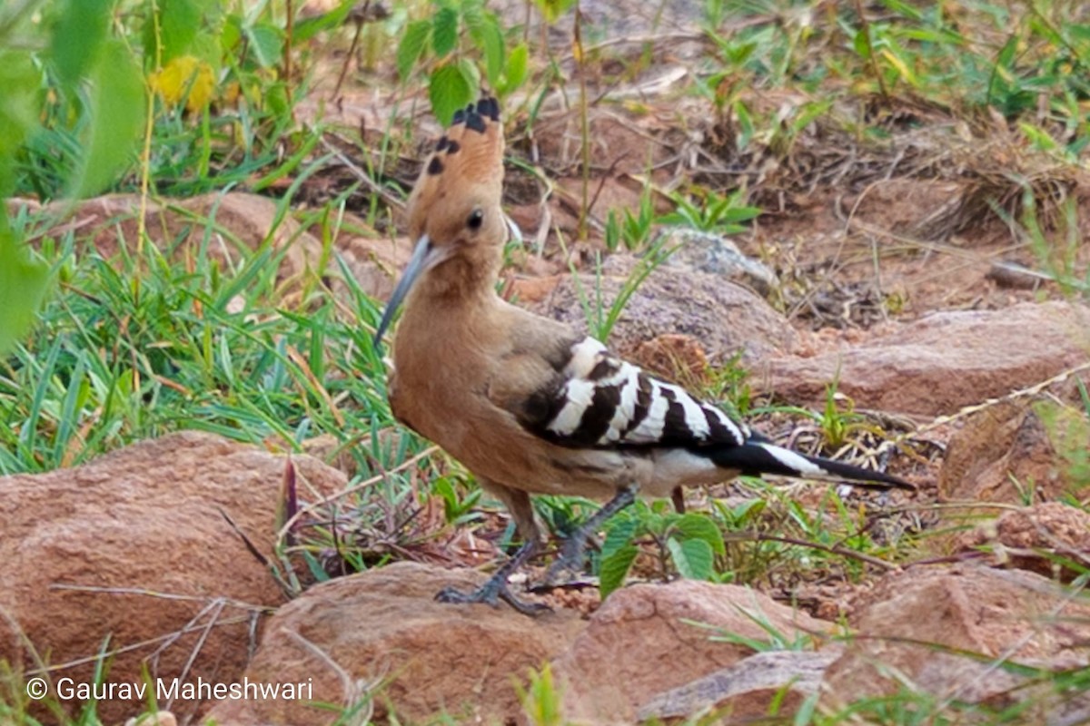 Common Hoopoe - ML639456199