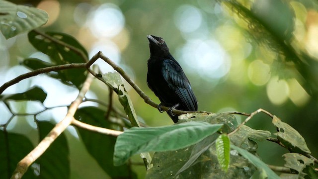 Greater Racket-tailed Drongo - ML639456253