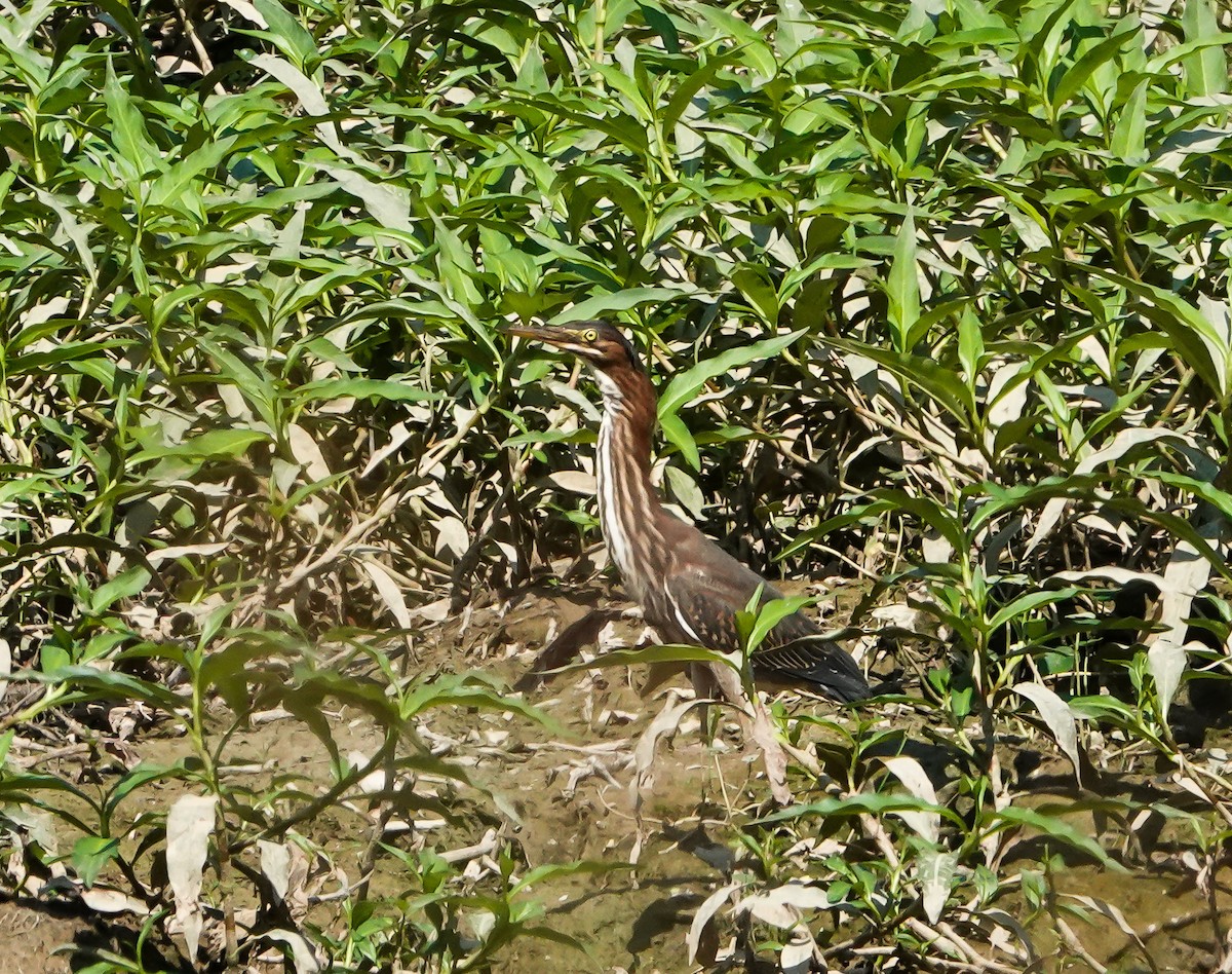 Green Heron - ML639456282