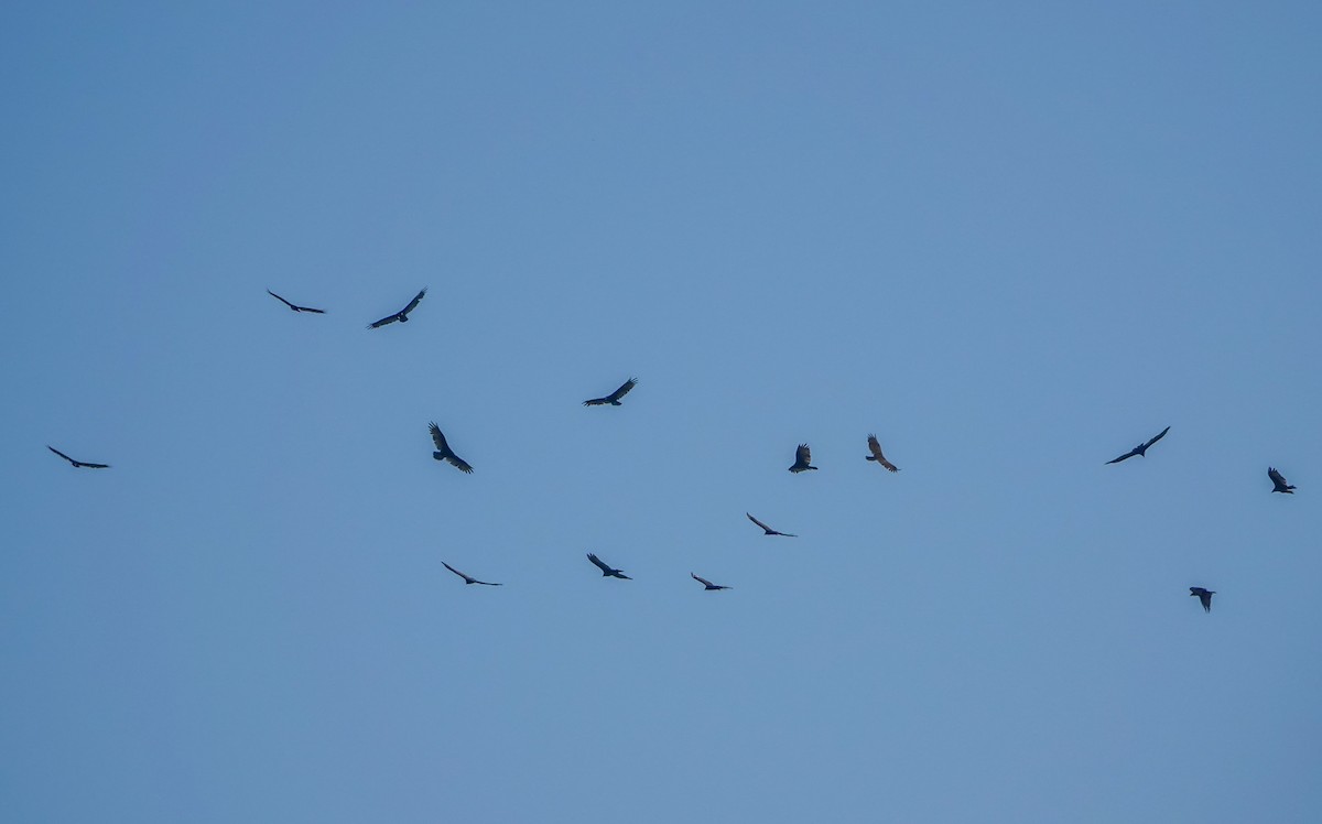 Turkey Vulture - ML639456284