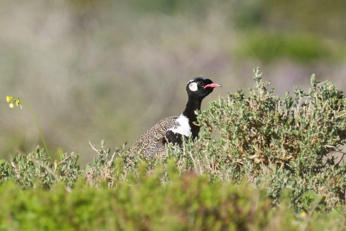 Black Bustard - ML639456292