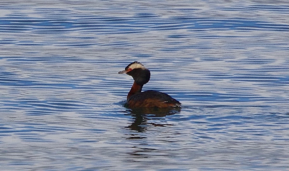 Horned Grebe - ML639456304
