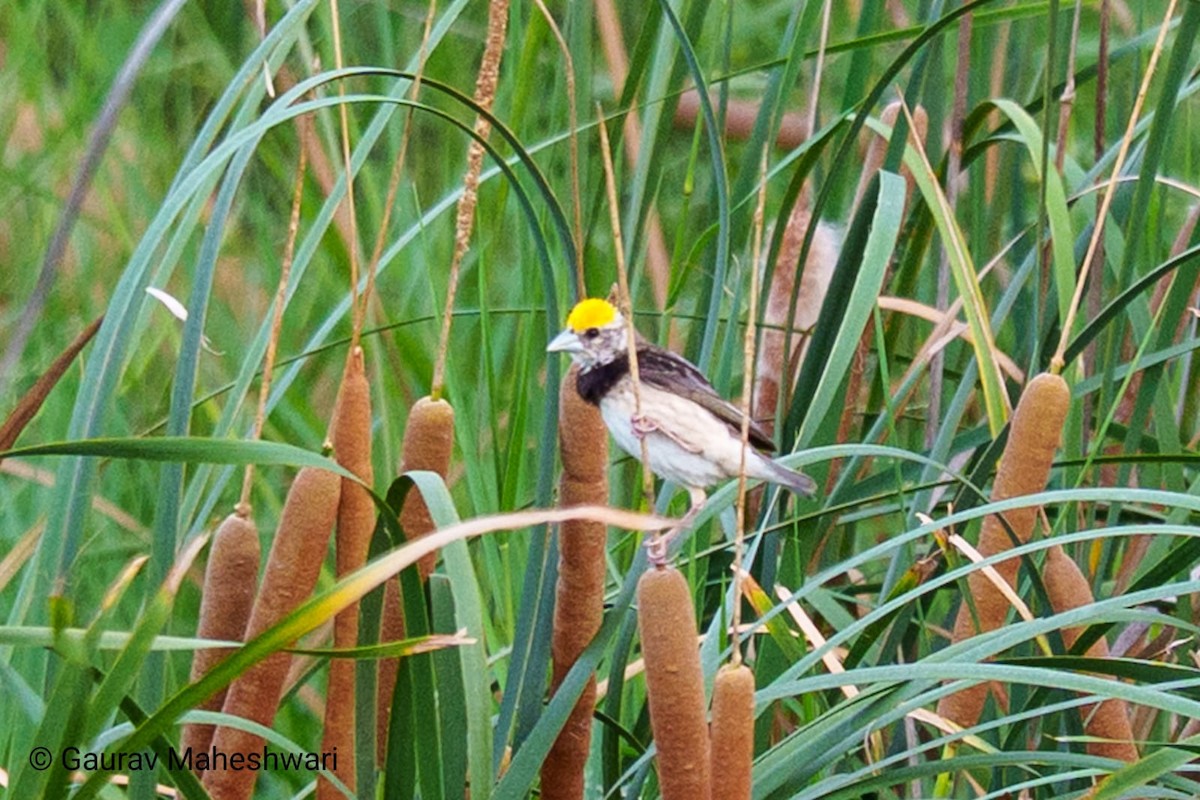 Black-breasted Weaver - ML639456318